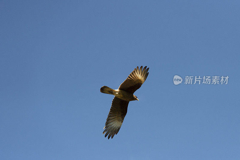 Chimango Caracara (Milvago ximango)